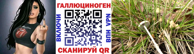 хочу   Топки  Галлюциногенные грибы Cubensis 